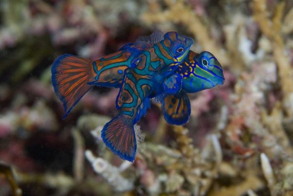 Indonesia, Sulawesi Island Mandarinfish mating